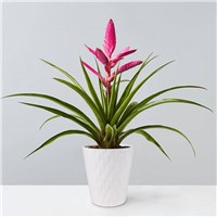 bromeliad_antonio_177078px